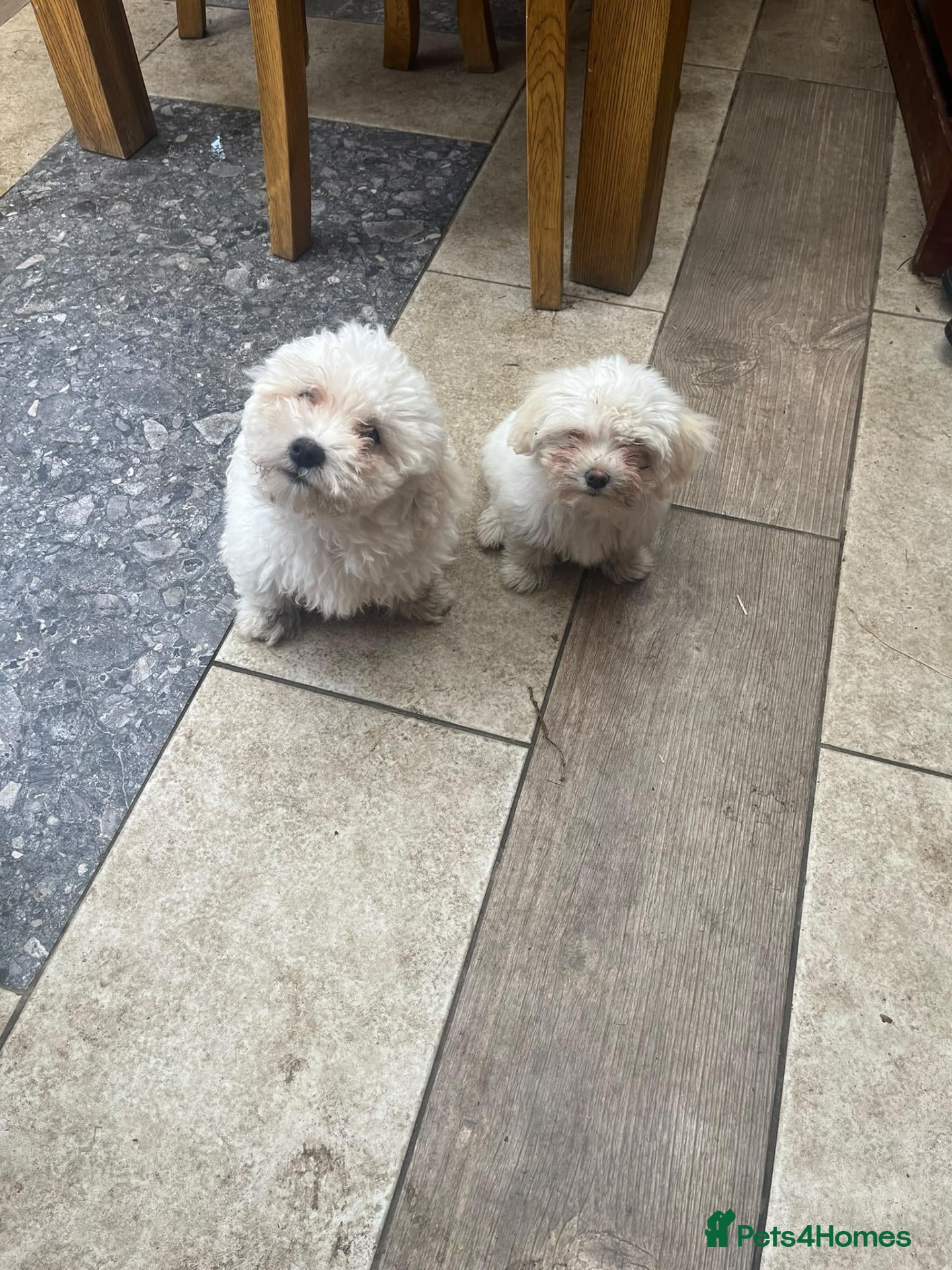 Mixed Breed dogs Bichone Frise 3 boys one girl  - Advert 2