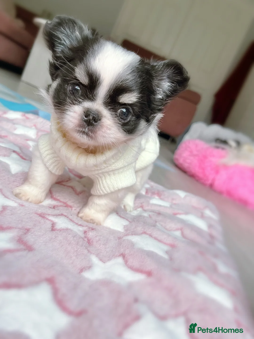 Chihuahua dogs for sale: Long Coat Chihuahua Boys Outstanding Quality ⭐️ - Advert 30