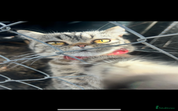 Persian cats for sale: Persian exotic cats - new homes needed - Image 6