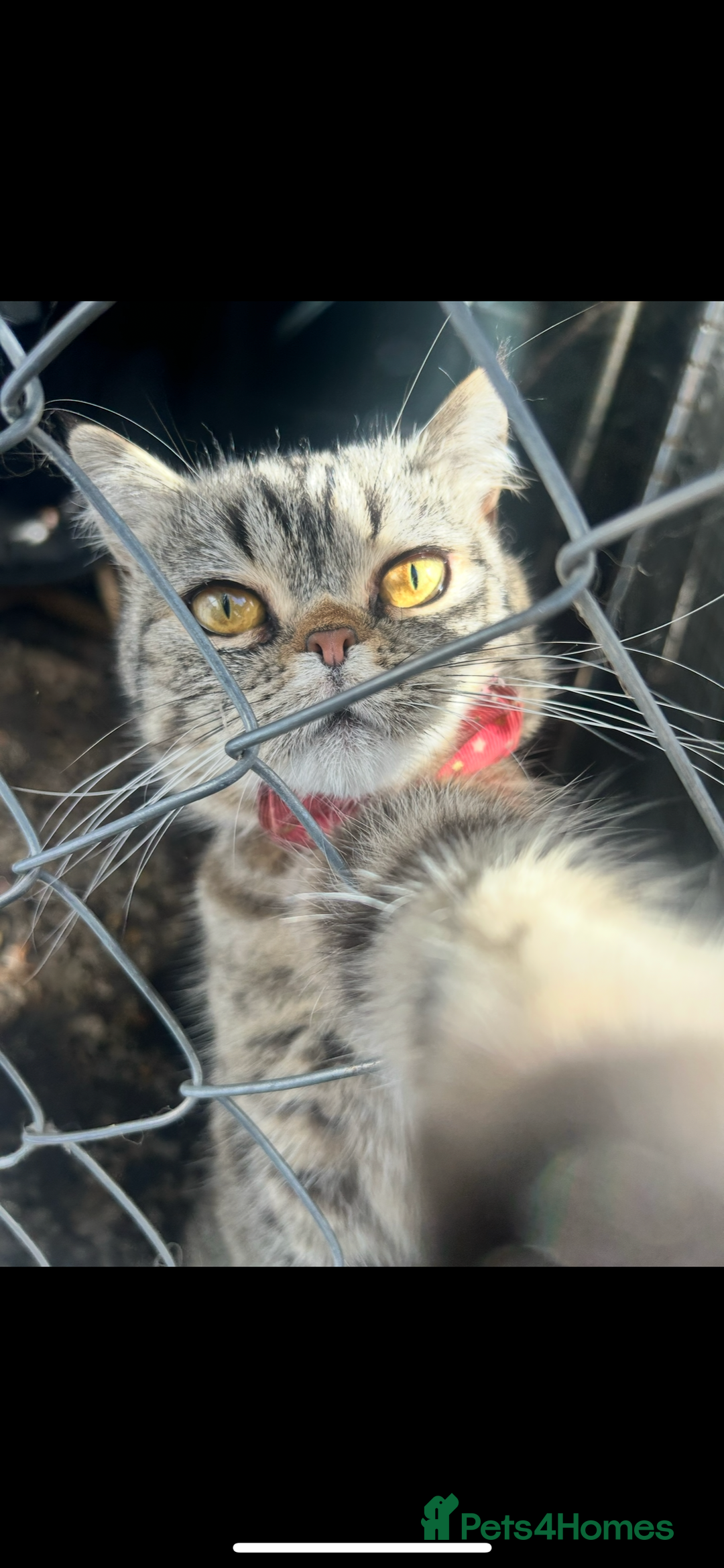 Persian cats for sale: Persian exotic cats - new homes needed - Image 6