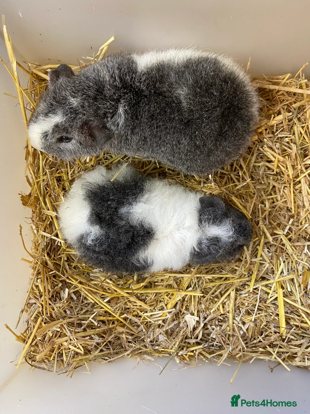 Guinea Pig rodents for sale: Baby Male Teddy Guinea Pigs - Advert 3