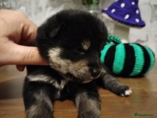 Japanese Shiba Inu dogs - Advert 3