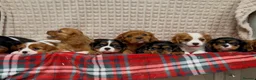 Cavalier King Charles Spaniel dogs for sale: STUNNING CAVALIER KING CHARLES PUPPIES  - Advert 20