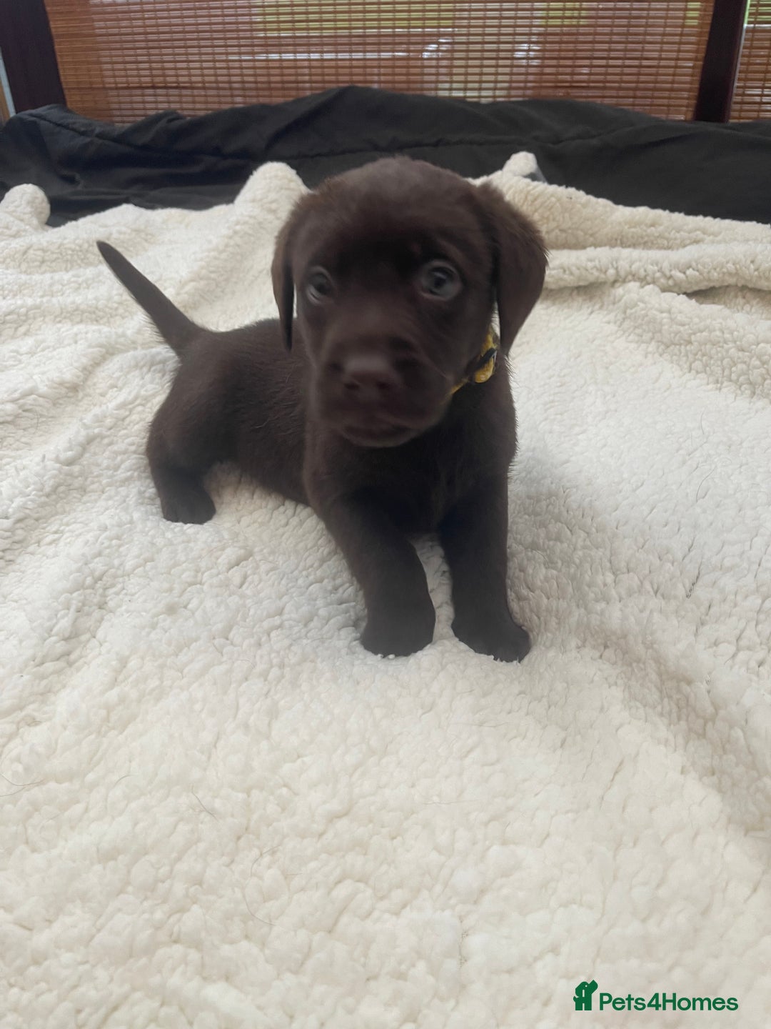 Labrador Retriever dogs for sale: Labrador Puppies Chocolate & Golden For Sale - Advert 4