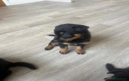 Mixed Breed dogs for sale: German Shepherd/Rottweiler  - Advert 4