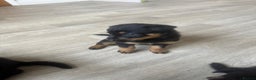 Mixed Breed dogs for sale: German Shepherd/Rottweiler  - Advert 4
