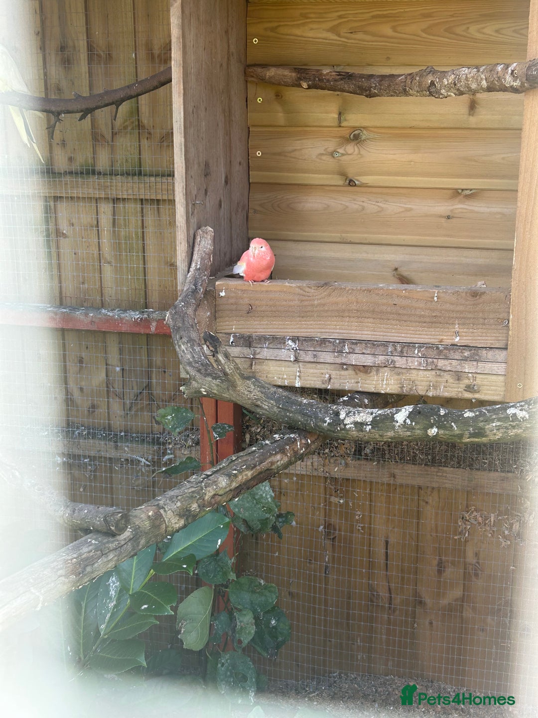 Parakeets birds for sale: Pair of Cockatiels for sale and bourke Hen - Image 2