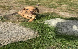 Miniature Dachshund dogs for sale: Miniature smooth haired dachshund puppies - Image 3