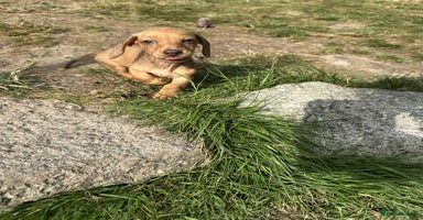 Miniature Dachshund dogs - Advert 3