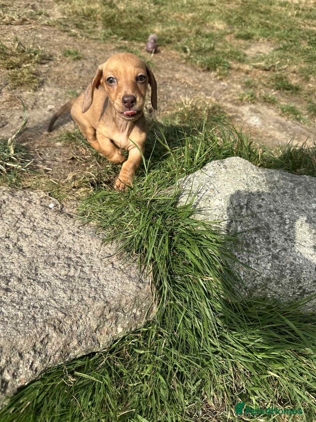 Miniature Dachshund dogs for sale: Miniature smooth haired dachshund puppies - Image 3