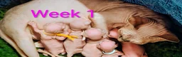 Sphynx cats for sale: Canadian Sphynx Tica registered,Blue eyes. - Advert 23