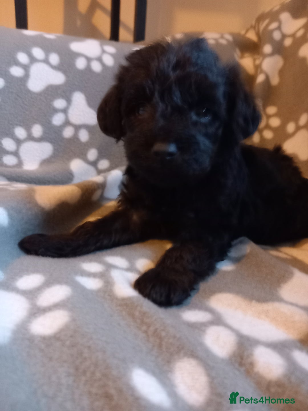 Mixed Breed dogs for sale: TOY SHNOODLES READY 21 DEC - Advert 36