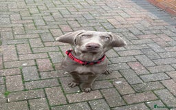 Mixed Breed dogs for sale: Weimaraner X Sprocker Pup - Image 4