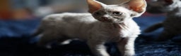 Devon Rex cats for sale: Ravel 💜male Devon Rex ( Reserved) - Advert 14