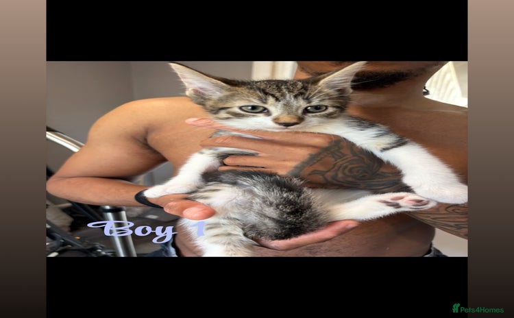 Mixed Breed cats - Advert 1