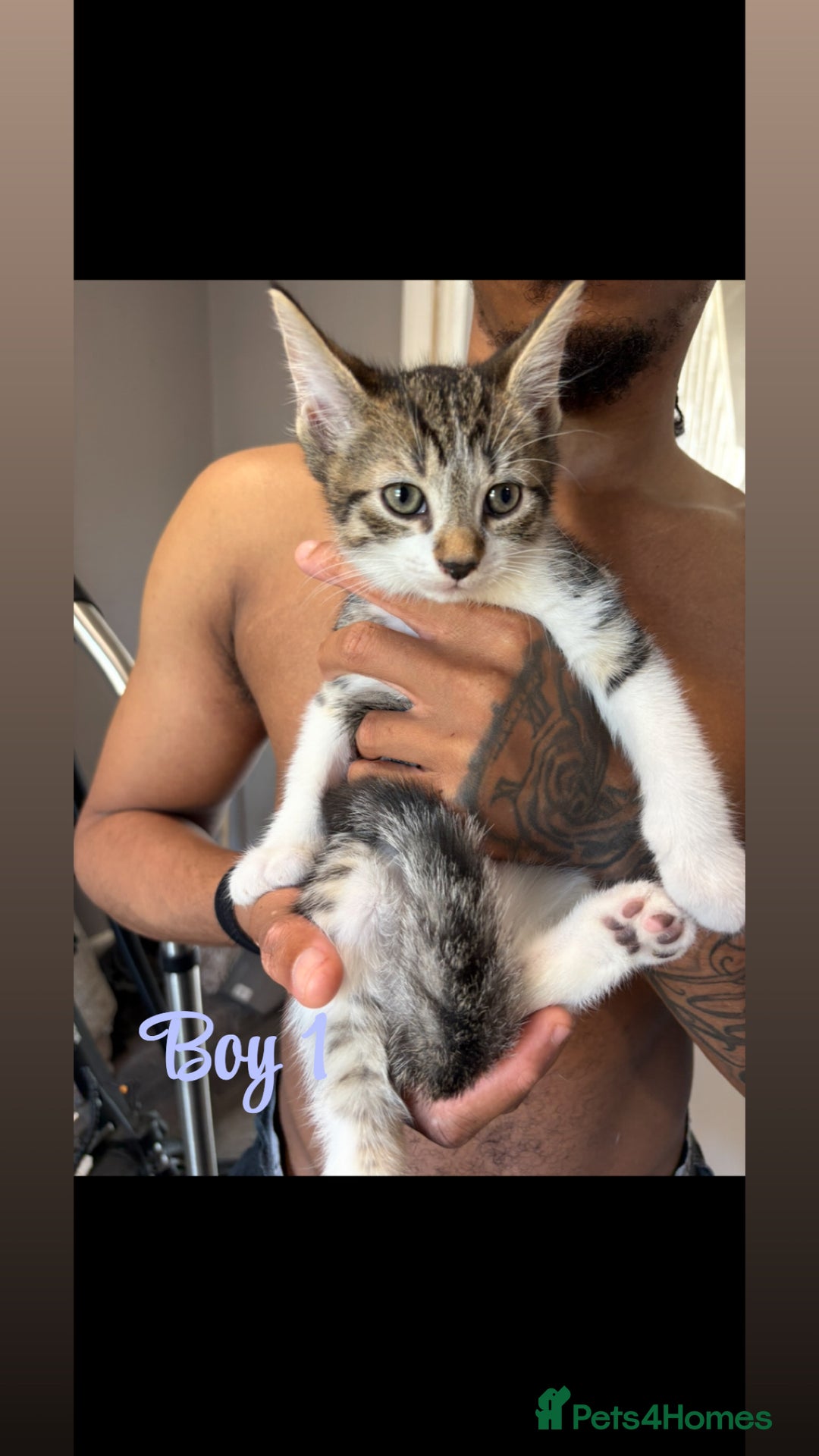 Mixed Breed cats for sale: Kittens  - Image 1