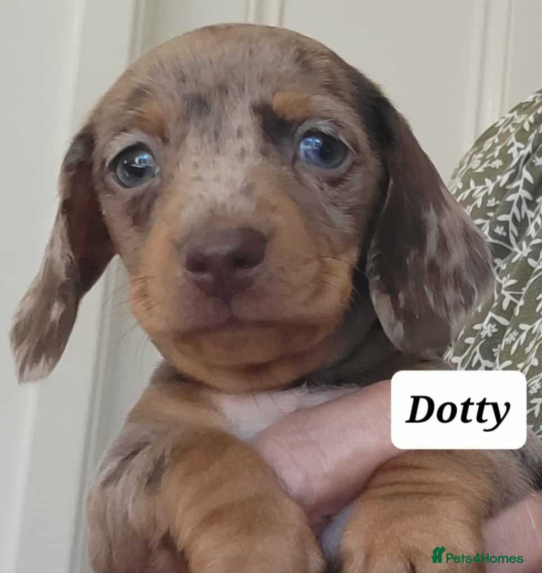 Miniature Dachshund dogs for sale: QUALITY MINIATURE DACHSHUND SMOOTH PUPS - Image 26