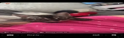 Bengal cats for sale: Bengal kittens  in Glasgow - Advert 2