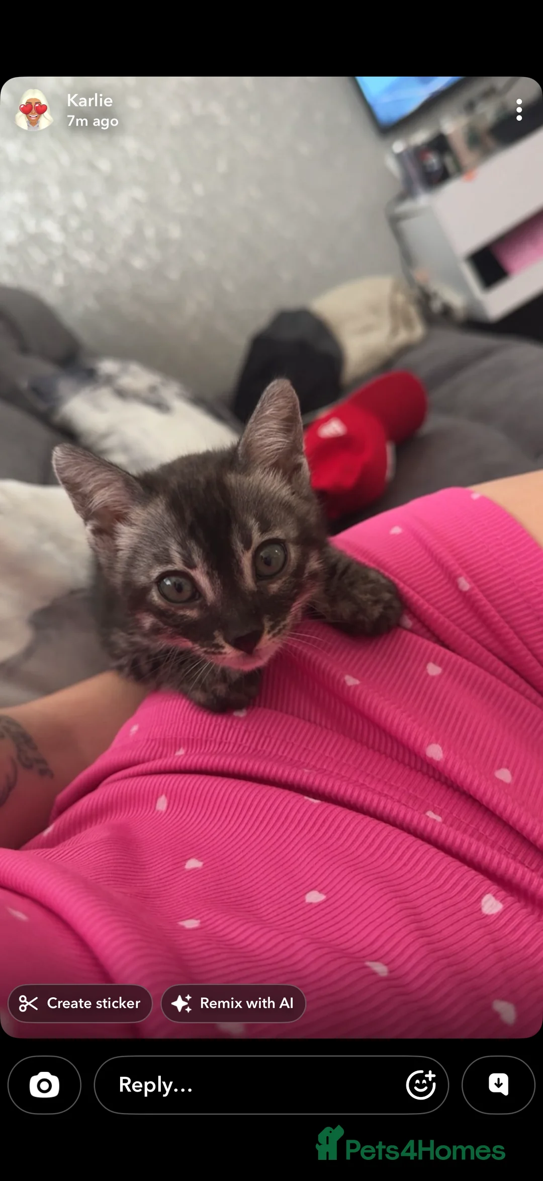 Bengal cats for sale: Bengal kittens  in Glasgow - Advert 2