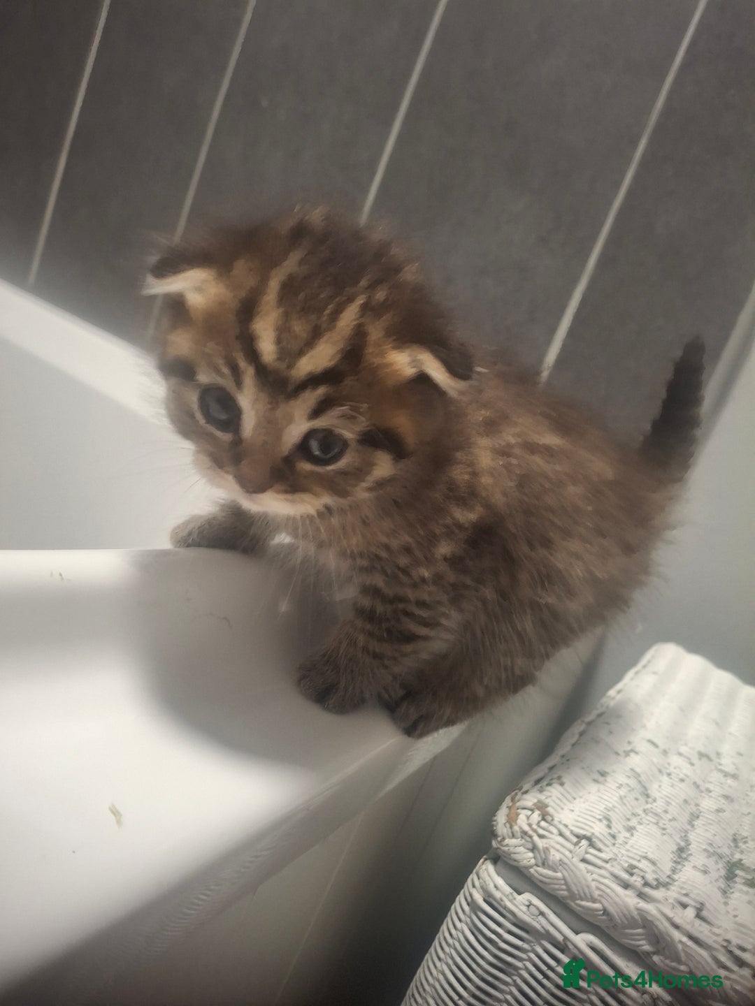 Mixed Breed cats for sale: 3 kittens  - Image 11