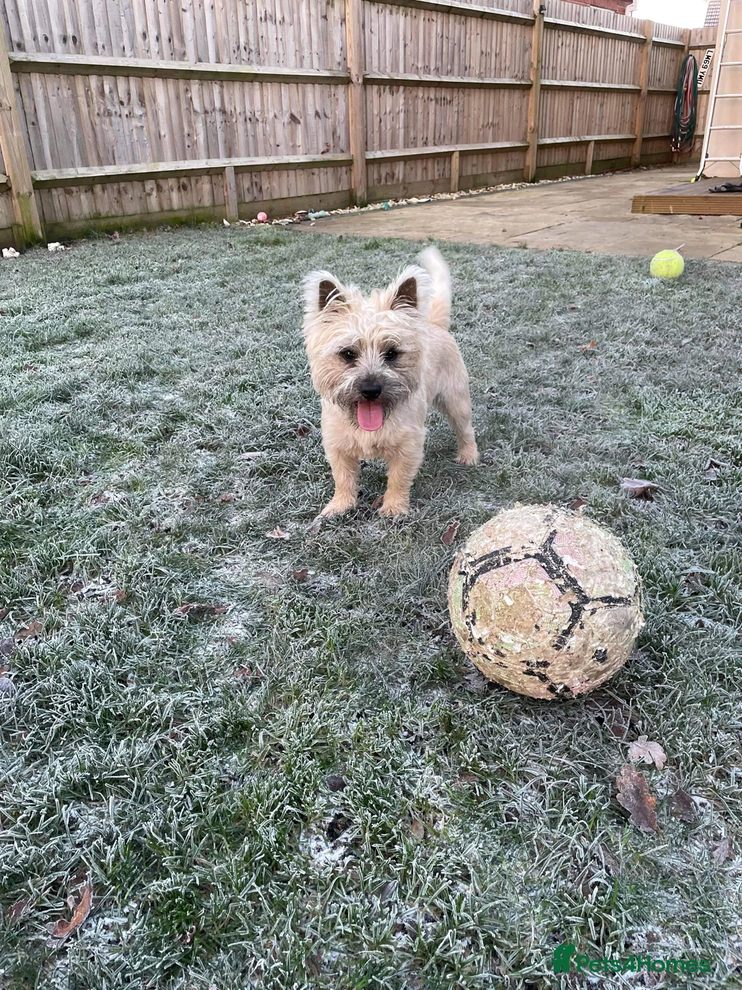 Cairn Terrier dogs for stud: pedigree cairn terrier for stud in Waterlooville - Advert 3