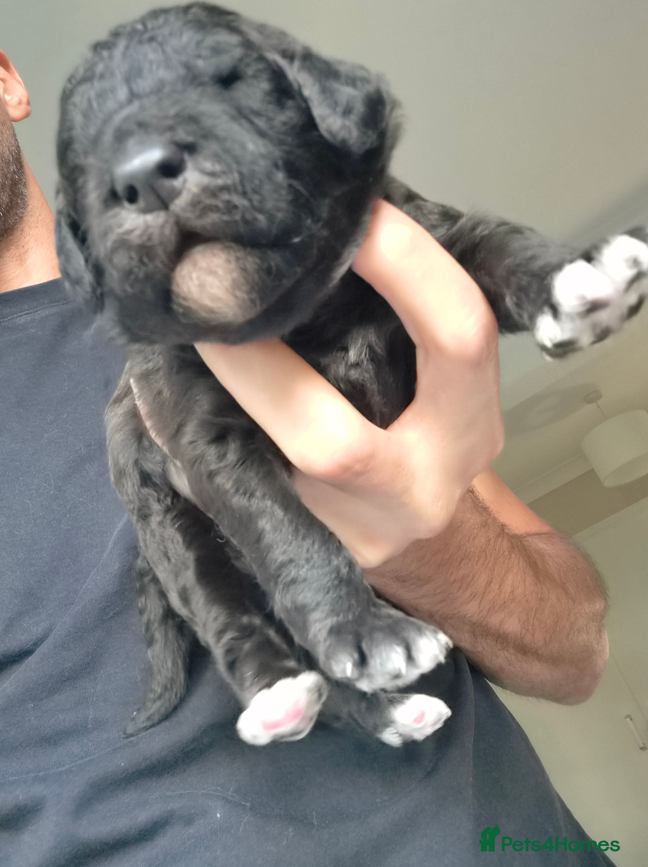 Mixed Breed dogs Australian Labradoodle x Goldendoodle Puppies - Advert 2