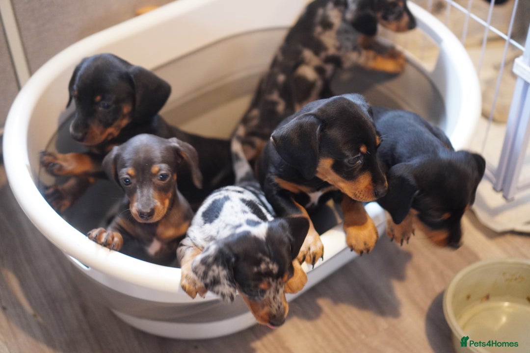Miniature Dachshund dogs for sale: Miniature Dachshund Puppies - Image 5