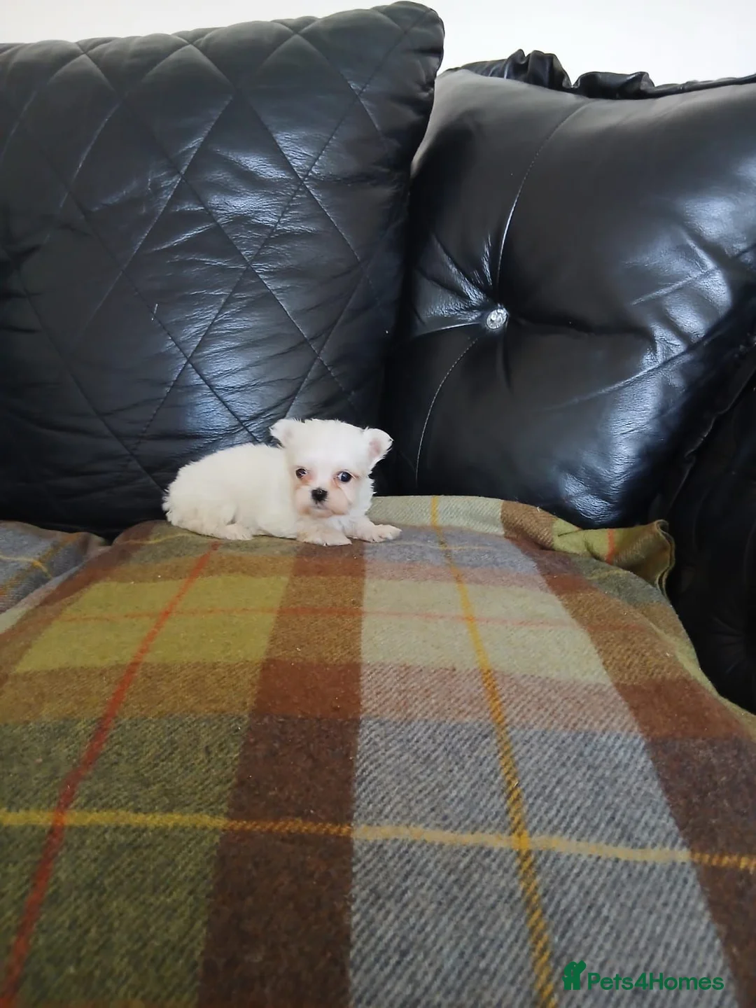 Maltese dogs for sale: Maltese  in Carluke - Advert 2