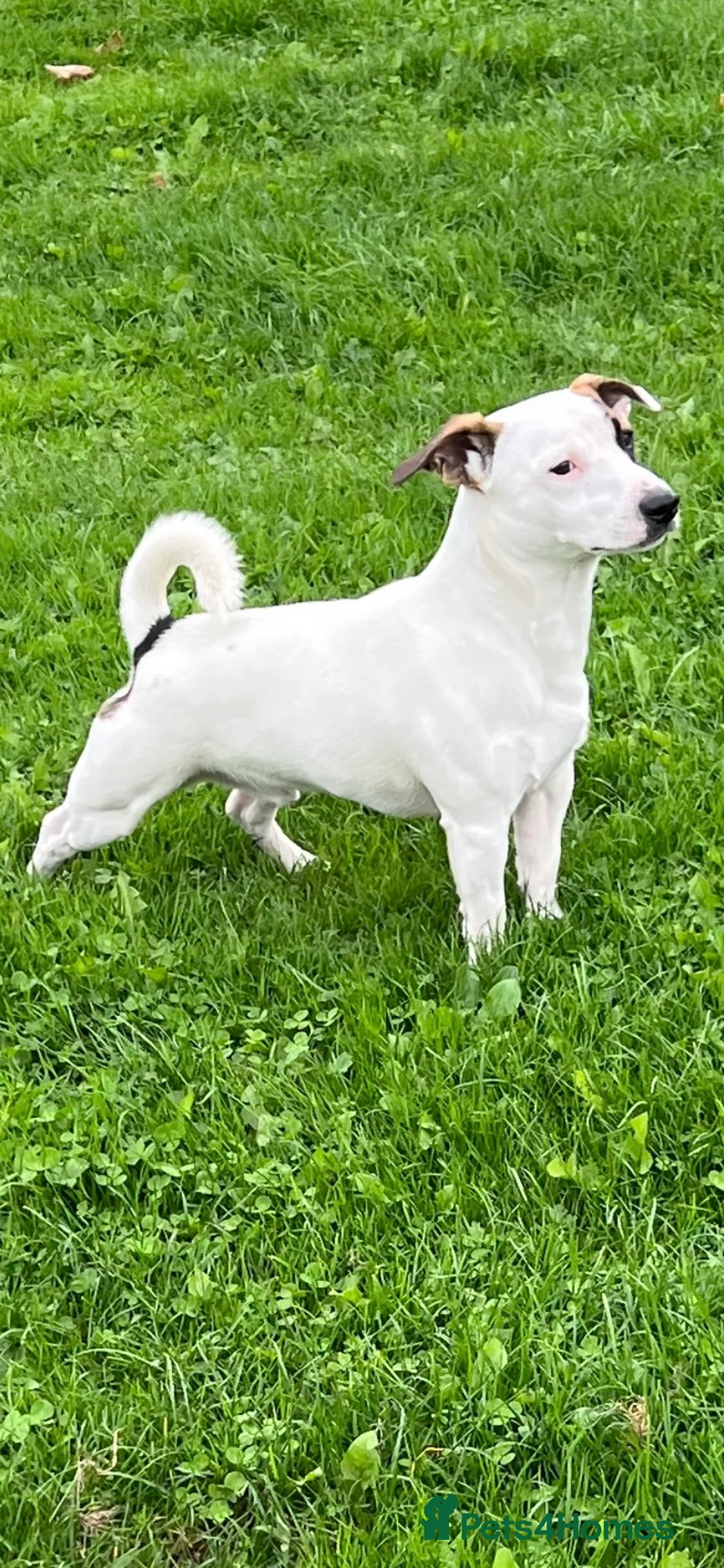 Jack Russell dogs for stud: Jack Russell For Stud - Advert 2