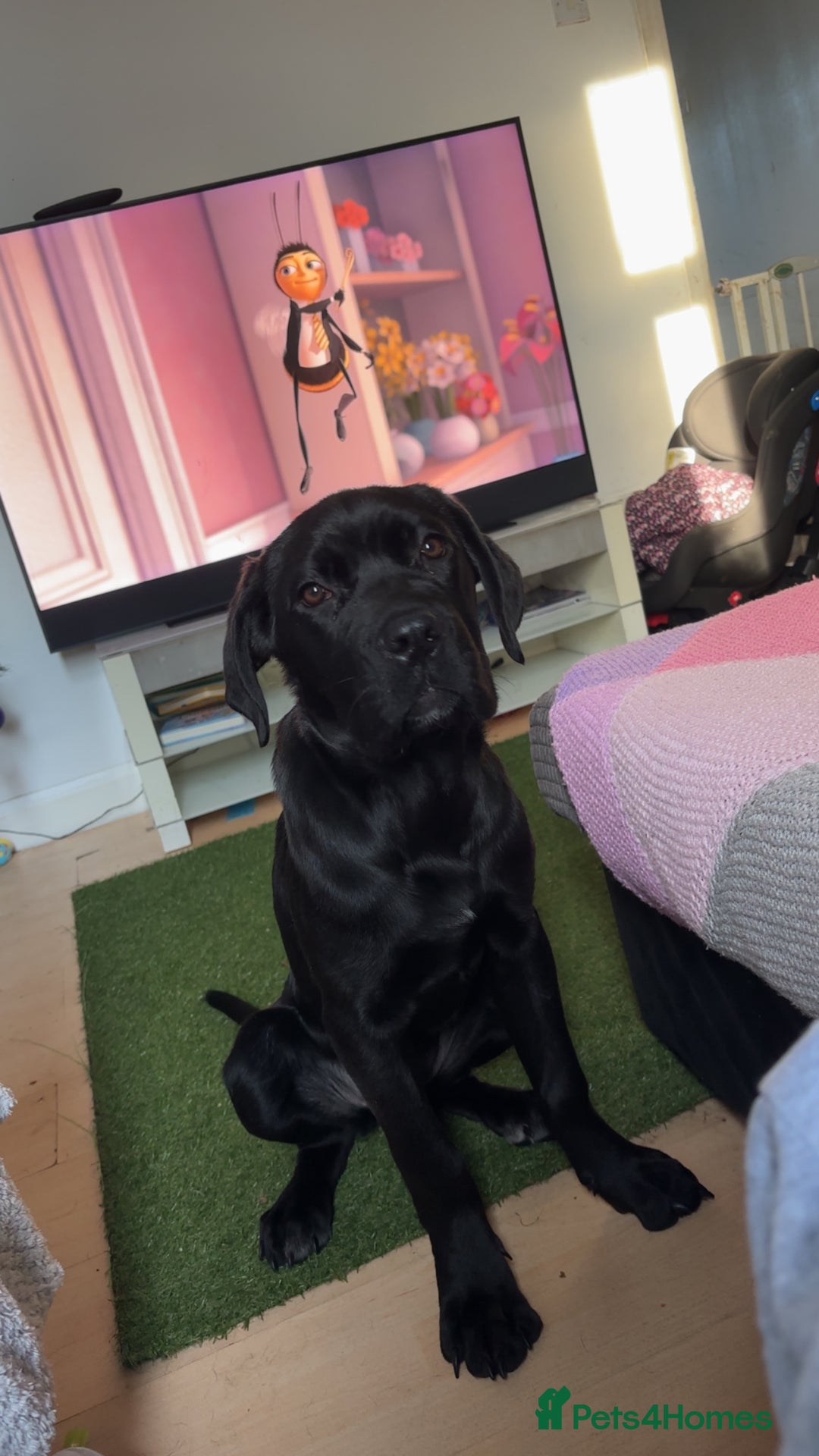 Cane Corso dogs for sale: Female Cane Corso Puppy - Advert 1
