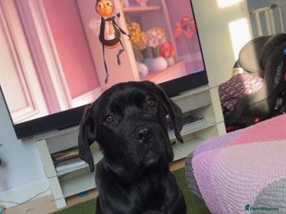 Cane Corso dogs Female Cane Corso Puppy - Advert 1