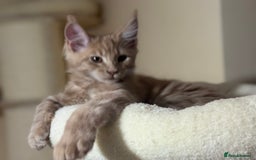 Maine Coon cats for sale: Last Ginger Boy Pure Mainecoon! - Image 27