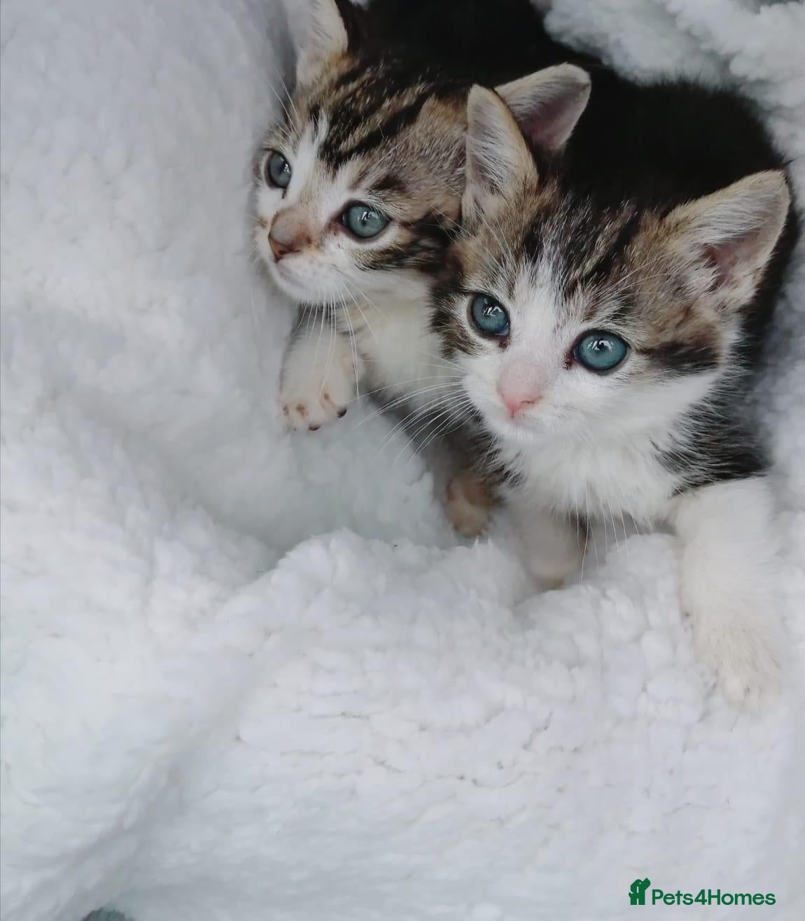 Mixed Breed cats Gorgeous Ragdoll x kittens ready for new homes in Caldicot - Advert 8