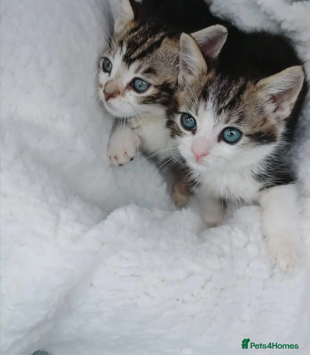 Mixed Breed cats for sale: Gorgeous Ragdoll x kittens ready for new homes in Caldicot - Advert 1