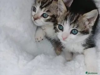 Mixed Breed cats Gorgeous Ragdoll x kittens ready for new homes in Caldicot - Advert 8