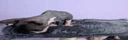 Sphynx cats for sale: ***TICA ACTIVE*** - PURE BREAD SPHYNX - AVAILABLE - Advert 32