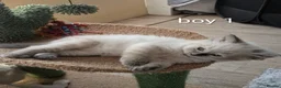 Ragdoll cats for sale: 6 beautiful pedigree kittens - Advert 13