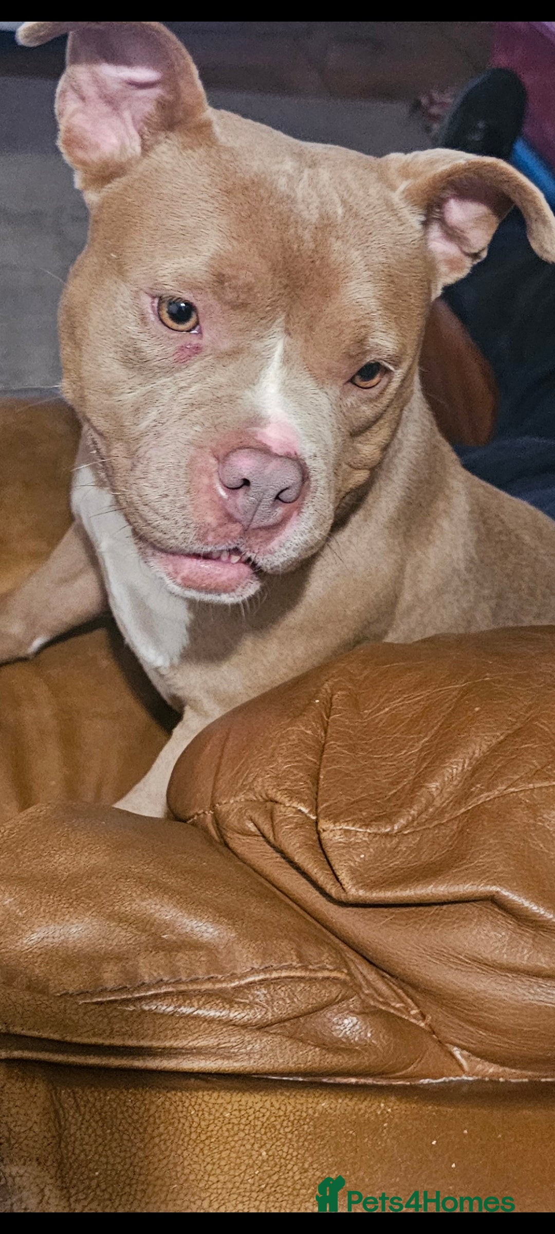 Mixed Breed dogs for sale: Siberian Husky x Pocket Bully  - Image 13