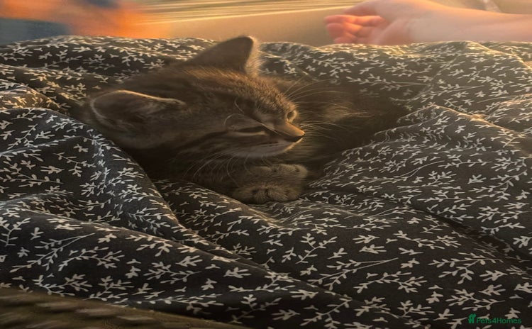 Mixed Breed cats - Advert 15