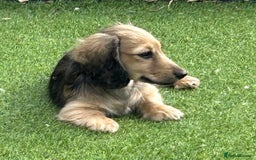 Miniature Dachshund dogs for sale: Reduced, mini L/H £1150 - Image 3