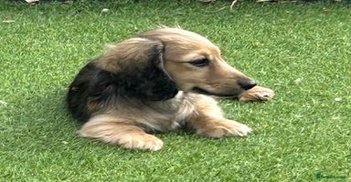 Miniature Dachshund dogs - Advert 10