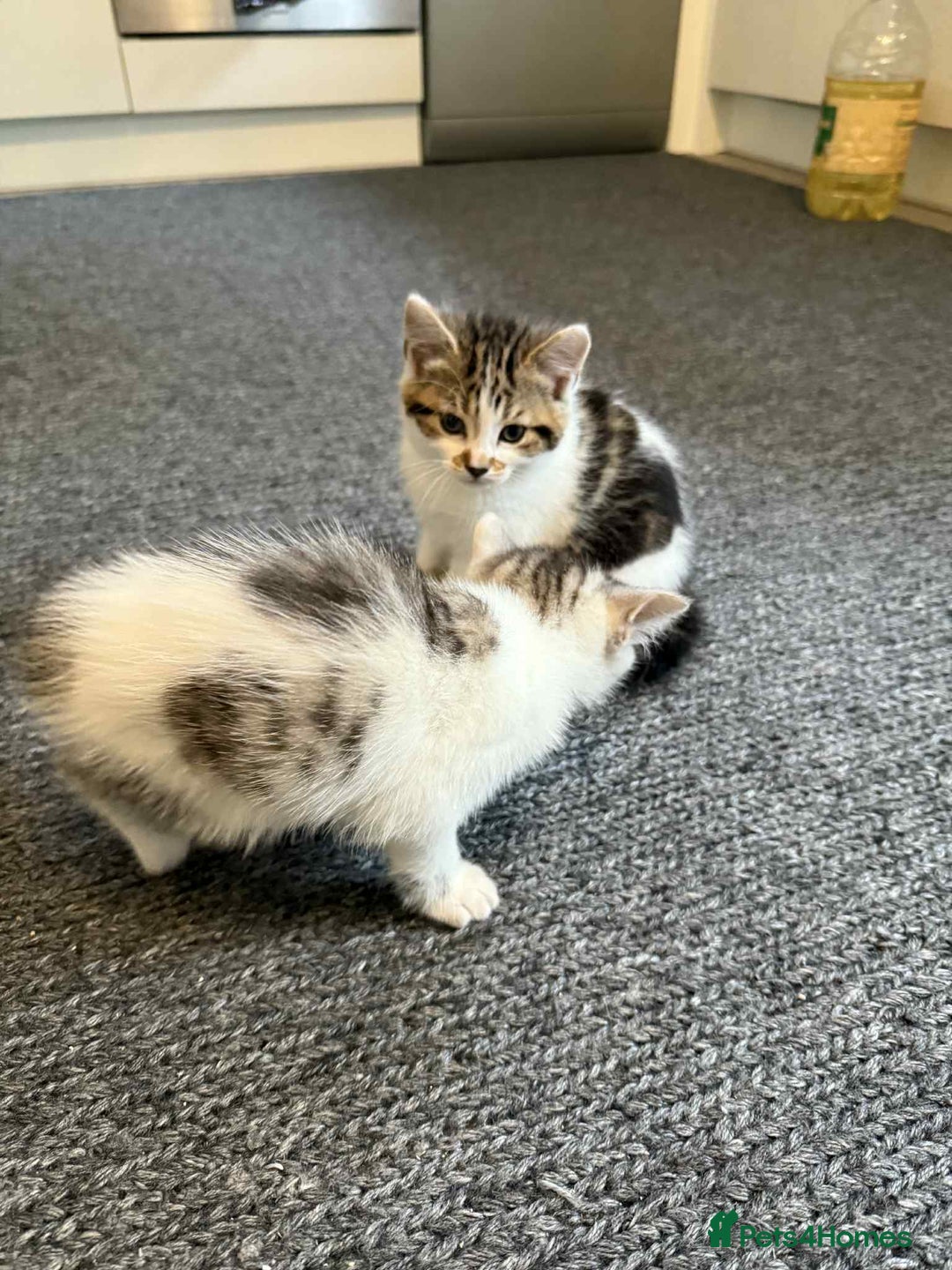 Mixed Breed cats for sale: 2 kittens  - Image 5