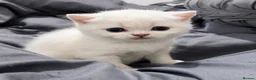British Shorthair cats for sale: BSH KITTENS price negotiable - Advert 9
