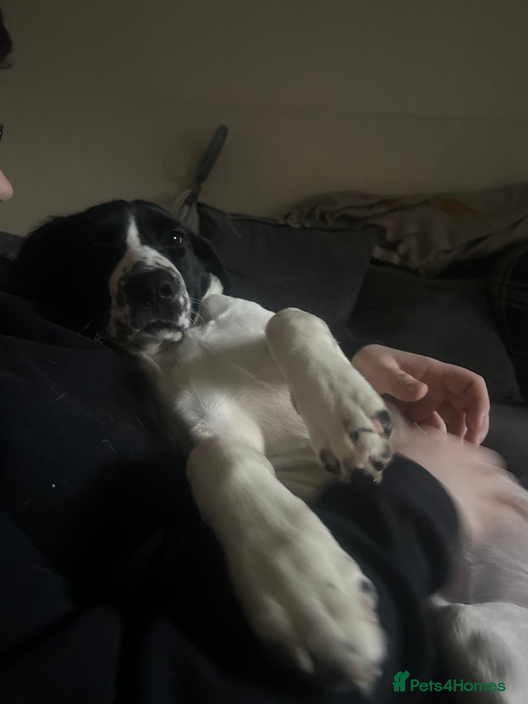 Mixed Breed dogs for sale: Narla - Image 2