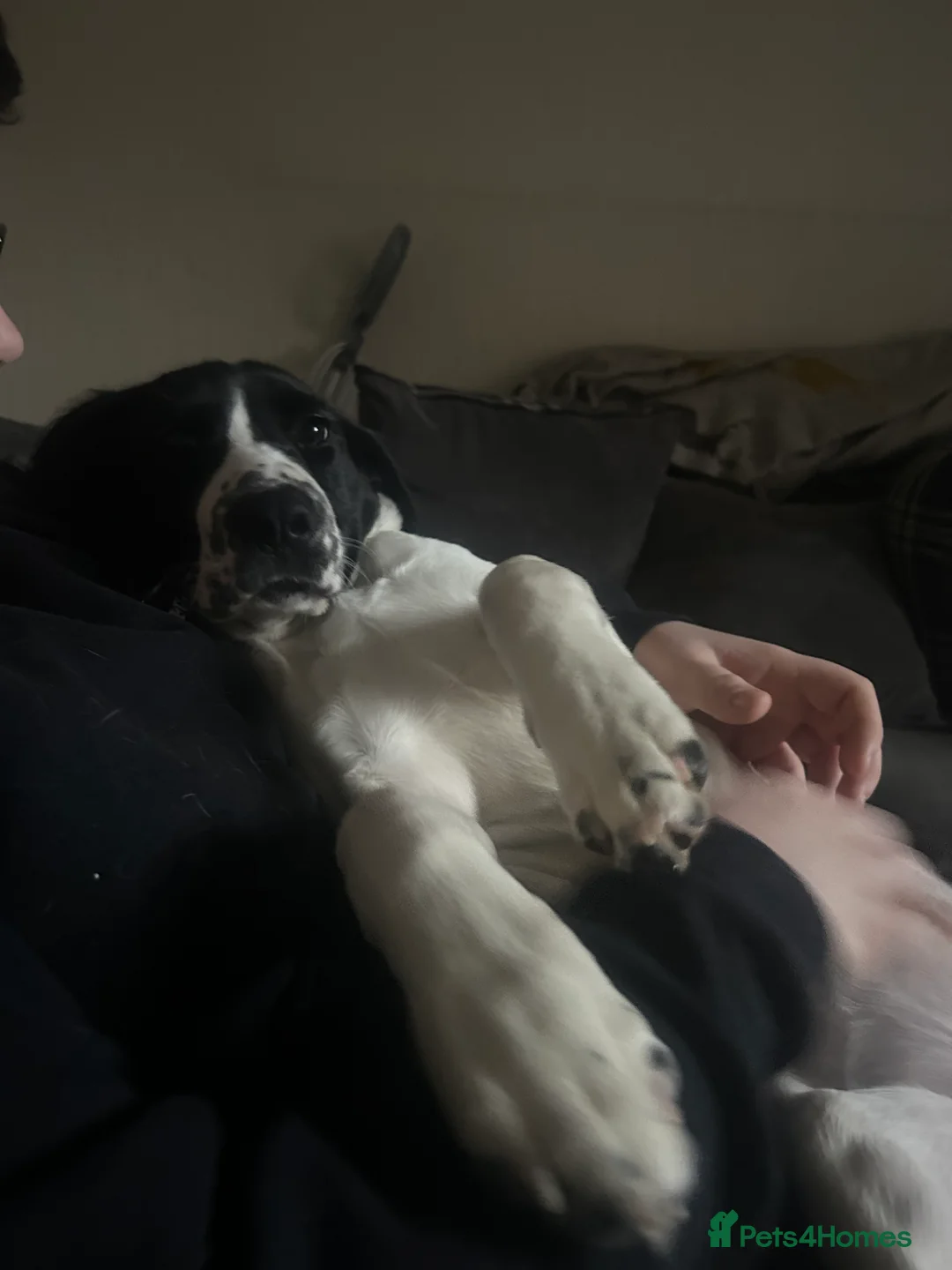 Mixed Breed dogs for sale: Narla - Advert 2