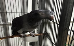 Parrots birds for sale: African Grey Parrot (Male for sale!) - Image 1