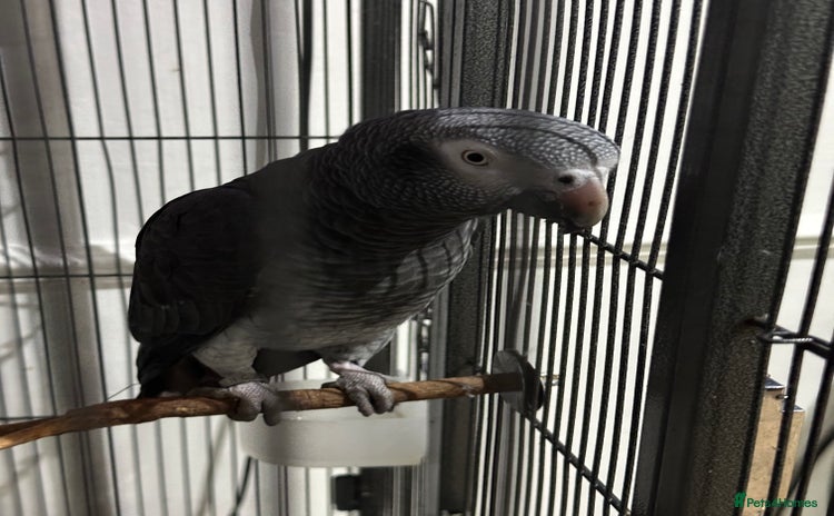 Parrots birds - Advert 1