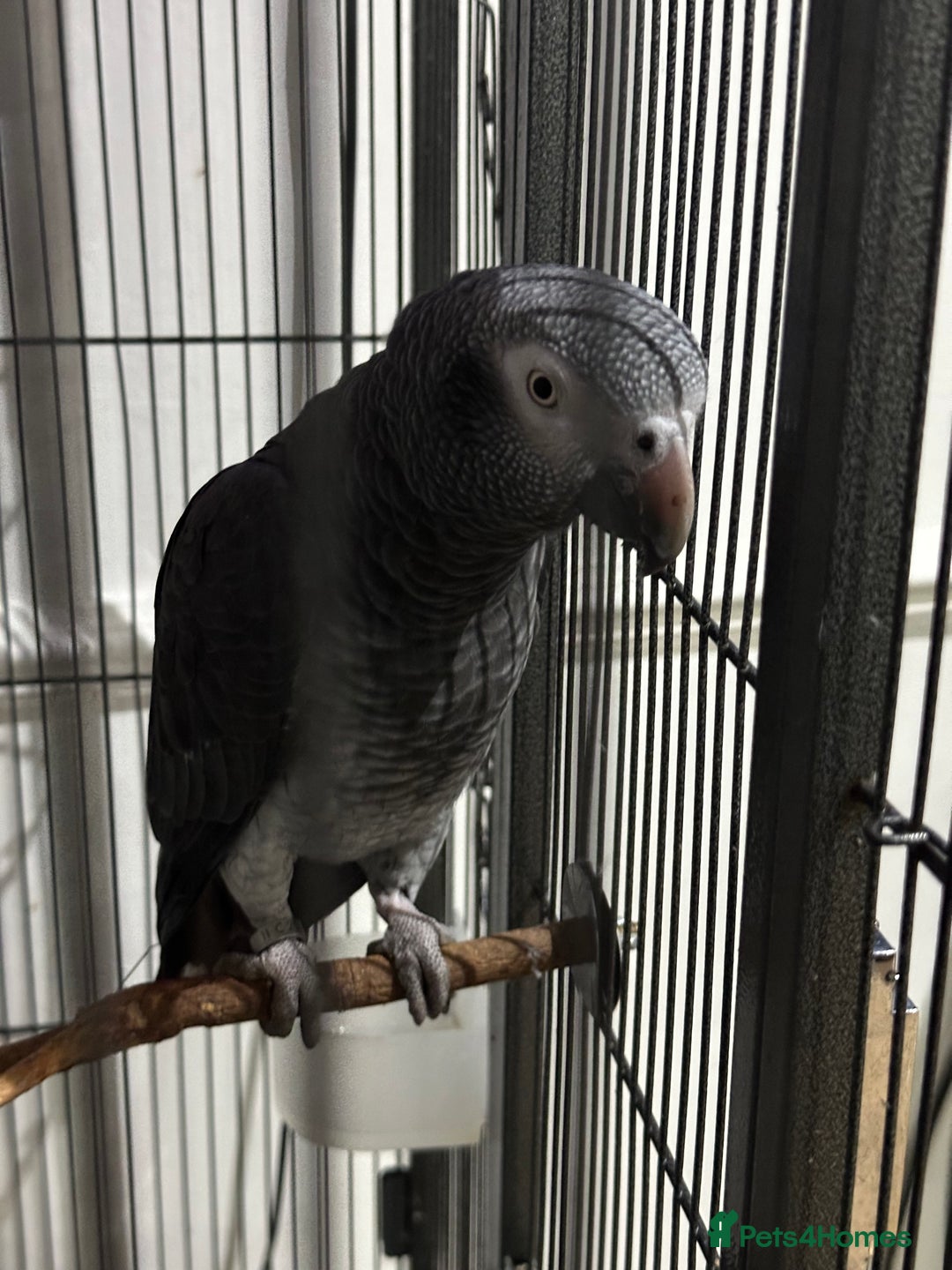 Parrots birds for sale: African Grey Parrot (Male for sale!) - Image 1