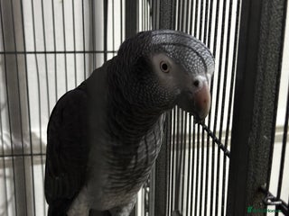 Parrots birds - Advert 16