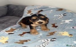Cocker Spaniel dogs for sale: Beautiful show type cocker spaniel puppies  - Image 17